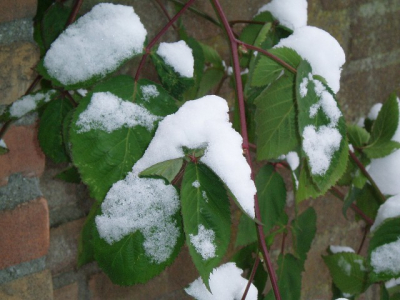 eindelijk de sneeuw voorbij de zomer komt er een beetje aan de dooi is ingevallen.