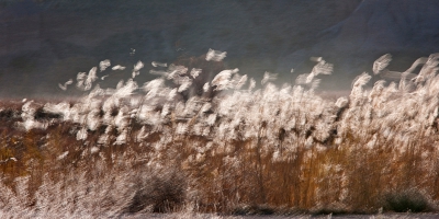 De sneeuwganzen in New Mexico veel gefotografeerd in blur modus en ook riethalmen op die wijze gefotografeerd toen er veel wind was. Als je de beelden naast elkaar ziet, is er veel gelijkenis in gevoel en beweging.