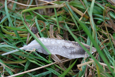 Een miezerige zaterdag middag in de uiterwaarden bij Deventer. Dieren lieten zich bijna niet zien, maar de sporen zijn altijd aanwezig.
