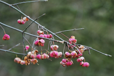 Gemaakt in de uiterwaarden bij Deventer, op een troosteloze zaterdagmiddag, miezerige regen en weinig licht.