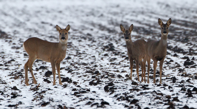 SPRONG REETJES
Tijdens een superschaatsweek in het Weerribben/Wiedengebied toch nog wat tijd gevonden om te fotograferen. Ik vind de sprong hier mooi uitkomen tegen de halfbesneeuwde akker.