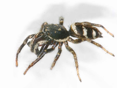<i class='fa fa-user'></i> Jan Hendriks | Huiszebraspin of Harlekijn  <i class='fa fa-eye'> 203</i>   <i class='fa fa-comment-o'> 4</i>