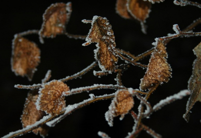 Deze oude beuk is zomers een plaatje, maar s'winters mag hij er ook zijn...