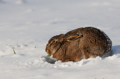Vorig jaar hadden we heel vroeg sneeuw. Deze Haas zag wat grassprieten boven de sneeuw uitsteken...