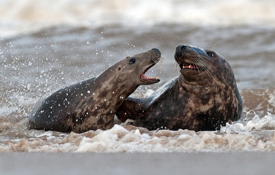 Een van de weinige foto's die ik heb kunnen maken van 'dollende' zeehonden. Het waaide die dagen zo hard dat je je statief beter achterwege kon laten.