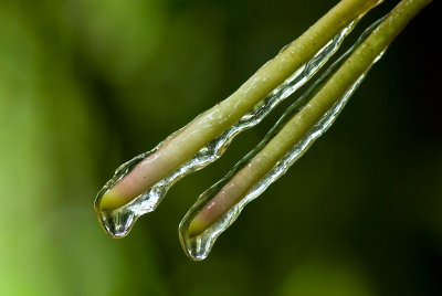 Net terug van een 3 weken durende enerverende rondreis door Costa Rica. Een student biologie aldaar vertelde ons dat het gelachtige goedje wat om deze luchtwortels zat, was om de wortels te beschermen tegen insecten ed. Het voelde inderdaad een beetje glibberig als gel aan. Gemaakt vanaf eenbeenstatief, volledige opname, van raw naar jpeg in PS, ruis uit de achtergrond verwijderd, verkleind en verscherpt.