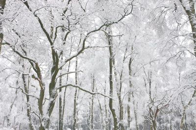 Gekozen om alleen de kronen en stammen in beeld te brengen. Foto is verder niet gecropt.