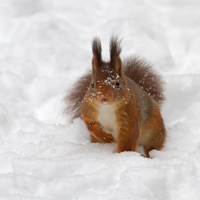 Op de valreep van 2010 kon ik deze eekhoorn nog fotograferen in de sneeuw.
De foto werd genomen vanuit een schuihutje en het lange wachten werd uiteindelijk beloond.