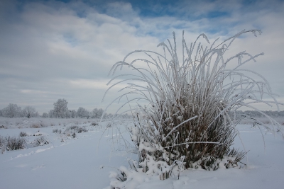 Deze dag was het prachtig met overal rijp. Ben hier plat op de buik gaan liggen om dit Pijpestrootje met een mooi laag standpunt in het landschap te fotograferen.