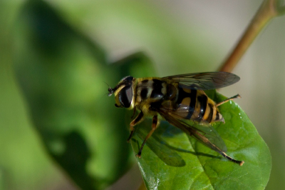Weet iemand wat voor soort dit is?  Ben niet zo'n wespen/bijen kenner.