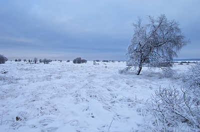 Begin december lag er al zo'n 20cm sneeuw in de Hoge Venen. Hier zijn prachtige wijdse landschappen te vinden. De combinatie van de grassen in de sneeuw, de mooie boom en de grijze lucht sprak me aan