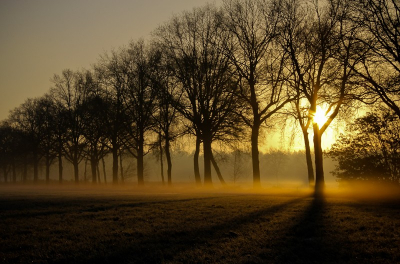 Deze foto is gemaakt tussen Bussloo en Wilp op het landgoed van een boer. Toen ik hier langs reed en die mist zag in combinatie met de lichtval moest ik hier een foto van maken.