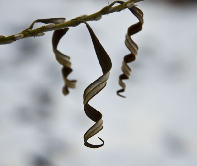 De verschrompelde blaadjes van deze schietwilg nemen een vorm aan die me opviel. Met wat overgebleven sneeuw als achtergrond, kwam dit plaatje tot stand.