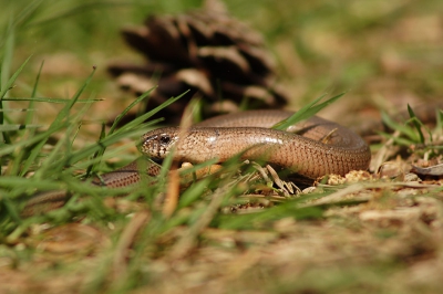 <i class='fa fa-user'></i> Arjen Drost | Hazelworm  <i class='fa fa-eye'> 363</i>   <i class='fa fa-comment-o'> 3</i>