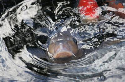 Een mooie dag. Ik heb geprobeerd om scherp te stellen op de Karper; zodat het net over de vijver nauwelijks zichtbaar was. Gelukkig had de koi honger...