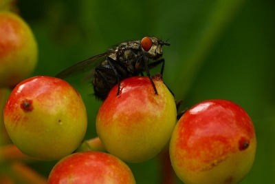 In deze pose,,,, op zulke mooie kleurige appeltjes kon ik het niet nalaten om daar een foto van te schieten.