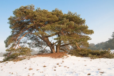 We fietsten door de veluwe op zoek naar wild toen ik opeens deze boom zag. De zon scheen zo mooi de boom in dat ik er een foto van moest maken. Afgestapt en natte voeten gehaald in de sneeuw, maar het was het waard.