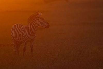 Vanuit de auto op rijstzak met 500 mm,heel vroeg opgestaan en rijdend door het donker zoeken naar een onderwerp.
Om deze groep zebra"s heen gereden om de opkomende zon achter de zebra te krijgen.
Het allereerste licht om 06.24 in de ochtend