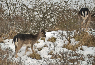 Op een grijze dag in de duinen toch nog dit damhert kunnen fotograveren