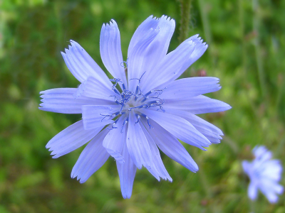 Vlakbij de IJssel groeide wat chichorei. Dat vind ik erg mooie bloemen, dus het lijkt me leuk als mijn eerste foto op NederPix deze chichorei wordt!