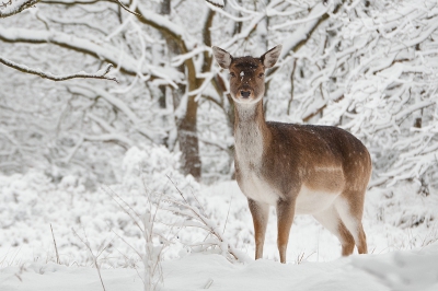 Deze hinde heerlijk kunnen observeren tijdens haar zoektocht naar wat eten in deze afgelopen winter wonderland tijden.