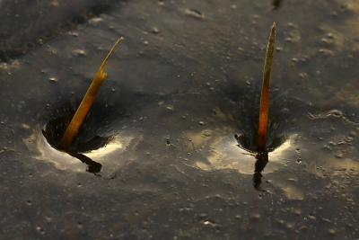 Mooie vormen ontstaan door de wisselende temperatuurverschillen zoals met deze ijswaterplantjes.