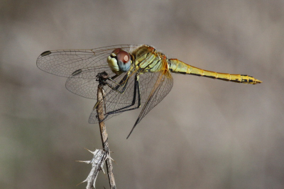 Kort bij de kust bleken de libellen een sterke voorkeur te hebben voor deze uitgebloeide planten. Welke soort is dit?