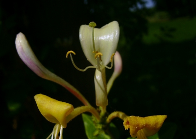 Bij een stam van een dikke eik groeide deze kamperfoelie. Dat vond ik wel mooi, de zon op de bloem en de achtergrond een beetje donker, dan komt de bloem goed uit.
Wel jammer dat de onderkant er niet helemaal opstaat.
(Nu wel bij mij! Eerst was hij per ongeluk bij mijn vader terecht gekomen!)