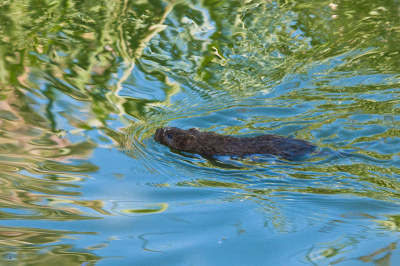 Toevallig stuiten we op deze aardmuis die (denk ik) op zoek was naar eten en de rivier overstak.