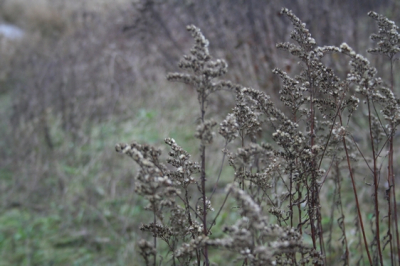 Regenachtige koude middag. Sterk bewolkt; zeer weinig licht