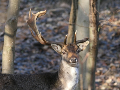 Afgelopen zondag 9 Januari was het prachtig weer voor een lange wandeling door de Amsterdamse Waterleiding Duinen (AWD). Aan de overzijde van een van de kanaaltjes door het gebied stond tussen de bomen een groot Damhert man. Zijn gewei was flink beschadigd, of is dat normaal in deze tijd van het jaar?