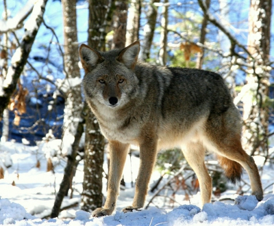 Rijdend door de prachtige natuur van het Yosemite park kwamen we deze coyote tegen.