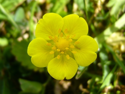 Dit is een foto van vijfvingerkruid. Het is de eerste foto van deze plant op NederPix, want mijn vader heeft er nog op gezocht, maar kon hem op NederPix niet vinden!