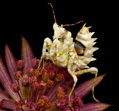 Een van mijn hobby's bidsprinkhanen.
Genomen met de Canon Mp E65 lens en een Canon MT 24 EX twinlight.
Focus stacking van 5 foto's om meer dof te krijgen.

Foto is helaas klein omdat het maar 600 pixels mag hebben  in het vierkant.