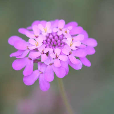 Dit is meer een recht toe recht aan foto van een bloem, genomen vanuit de hand. Niets speciaals voor hoeven doen. Pas thuis zag het verloop in scherpte wel aardig is.