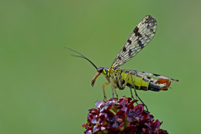 Ook deze is gemaakt op het veldje 's ochtends vroeg, terwijl alle insecten zich aan het opwarmen waren. Deze schorpioenvlieg heb ik gemaakt vanaf eenbeenstatief, het is de volledige opname. Ik heb hem in PS wat lichter gemaakt en de groenzweem eruit gehaald. Uit de achtergrond wat ruis vewijderd. Toen verkleind en naverscherpt voor NP.