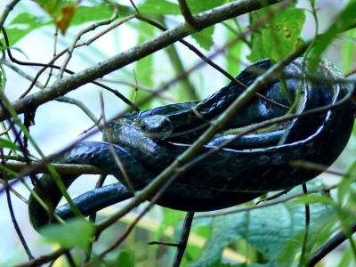De slang lag in een boom, een anderhalve meter boven het water van een rivier, kan iemand mij de naam vertellen?