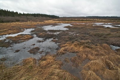 Deze opname van het drassig hoogveengebied (650m) in Belgie, opnieuw bewerkt en hopelijk komt deze landschapfoto nu wat beter uit de verf.