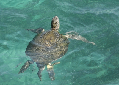 Op onze 4e dag in Oman hadden we een nachtelijke excursie naar het strand van de Green Turtles. Met 4 groepen van 20 personen mochten we op het strand kijken hoe de vrouwelijke schildpadden hun eieren begroeven. We zagen in totaal 5 volwassen exemplaren. Ook was er een nest uitgekomen waaruit zo'n 150 kleine zeeschildpadjes kwamen. De excursieleider vertelde dat slechts 2 van de 1000 kleine schildpadjes volwassen zouden worden. Toen de dieren naar zee liepen werden er veel gepakt door krabben en meeuwen. Ook liepen er vossen over het strand, maar die durfden niet bij ons in de buurt te komen.
De 5e dag in Oman moesten we weer verder rijden naar de volgende plaats. Onderweg stopten we nog bij een rotswand aan de zee. Onder ons zwom een grote groep vissen. Terwijl ik deze vissen bestudeerde dook er opeens iets anders op: een Green Turtle! Ik kon snel wat bewijsfoto's maken en toen dook het beest weer weg. Ik ben erg blij dat ik er een foto van heb!

Nog leuk om te weten: na de Leatherback is de Green Turtle de grootste zeeschildpad. Ze kunnen 1,5 meter lang worden en ze kunnen 80 jaar oud worden.