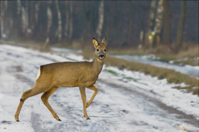 foto vzn tijdje terug, heb geprobeerd een ree in een wintersfeer vast te leggen. Had het liefst een verse pak sneeuw gezien zodat iets mooier wit in de achtergrond zat, maar vindt hem zo ook leuk.