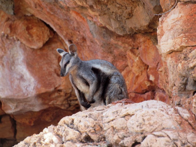 ��n van de drie fraaiste Rock wallabies. Deze foto is genomen vanuit het bootje van de excursie van Parks and Wildlife in de Yardie Creek. De wallabies zijn ook zonder de excursie te zien, vooral aan het begin en einde van de dag. Cape Range is een prachtige bestemming, waar kun je nu nog meer fantastisch snorkelen vanaf het strand met op het land prachtige ruige natuur.  


 Ik heb de rotswand express zoveel mogelijk op de foto gelaten. Het grotten stelsel in deze wanden van de gorge is de reden dat de Rock wallabies hier aan de geintroduceerde vos hebben kunnen ontsnappen.