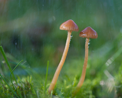 srgb vs adobe rgb. een test om te kijken wat het verschil is
Dit is srgb, in het paddo album is de adobe.