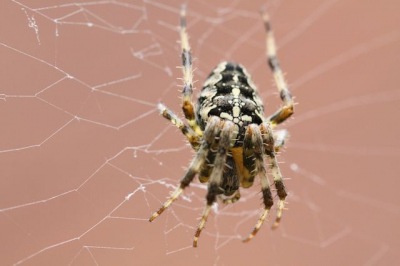 In de tuin trof ik deze kruisspin. de achtergrond wordt gevormd door onherkenbare bakstenen.