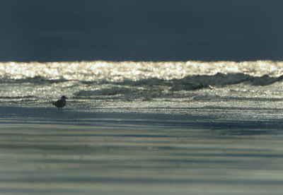 <i class='fa fa-user'></i> Rudi Debruyne | Vlaamse Noordzee  <i class='fa fa-eye'> 252</i>   <i class='fa fa-comment-o'> 4</i>