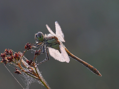 Mijn eerste foto op Nederpix. 
Foto vroeg in de ochtend gemaakt met nog veel dauwdruppels op deze heidelibel. Het tegenlicht in de vleugels werkte mooi mee.