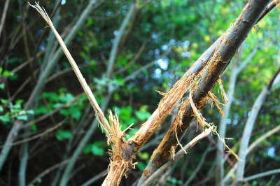 <i class='fa fa-user'></i>&nbsp;Rudi Debruyne&nbsp;| Edelhert&nbsp; <i class='fa fa-eye'>&nbsp;172</i> &nbsp; <i class='fa fa-comment-o'>&nbsp;2</i>