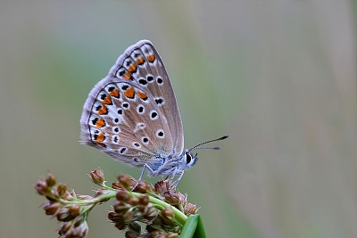 Mijn eerste vlinder op Nederpix. 
Uit mijn (beperkte) archief van de zomer van 2010. Had net mijn 100 mm macrolens binnen en vrijwel direct het macro-virus gekregen. Heerlijk om zo in de natuur rond te struinen en dit soort momenten vast te mogen leggen. Zie echt weer uit naar de lente.