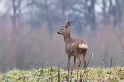 Vlakbij een woonwijk in Glanerbrug is een bosje met vervallen schuur met daarachter een kleine heuvel. Deze heuvel wordt kennelijk door een groepje reeen gebruikt als rustplek. Afgelopen zaterdag heb ik daar deze foto kunnen maken van een ree. 

BTW dit is mijn eerste upload op Nederpix...