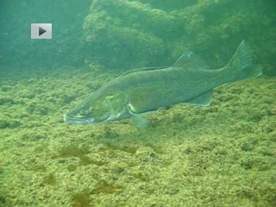 <i class='fa fa-user'></i> Vincent Rijnbende | Snoekbaars op wrak in De Grote Hegge  <i class='fa fa-eye'> 611</i>   <i class='fa fa-comment-o'> 11</i>