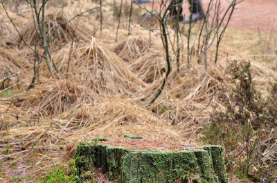 scherpstellen op object onderin beeld. proberen de rest onduidelijk te laten overkomen.